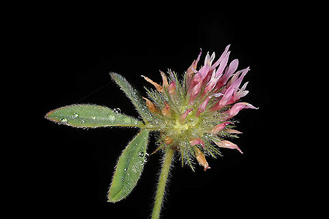 Trifolium hirtum  Trifolium hirtum