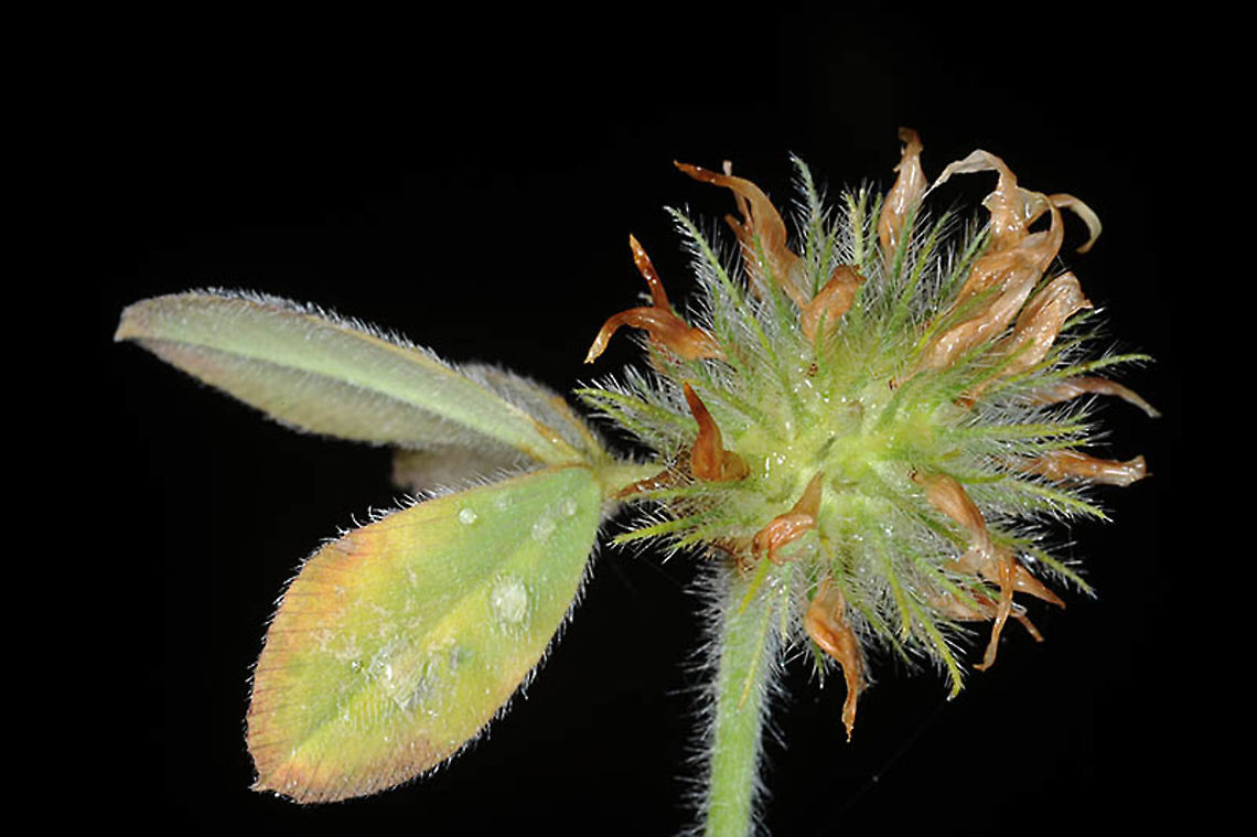 Trifolium hirtum  Trifolium hirtum