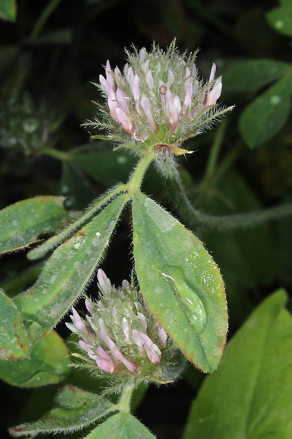 Trifolium hirtum  Trifolium hirtum
