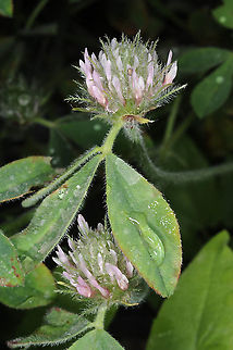 Trifolium hirtum  Trifolium hirtum