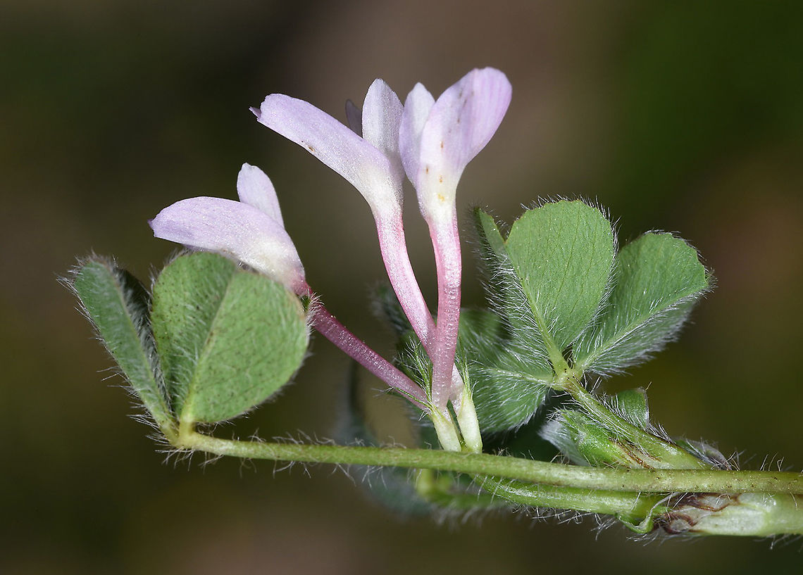 Trifolium israeliticum N Golan, Mas&#039;ade Forest, neat hte large Juba Geotagged,Trifolium israeliticum,Winter
