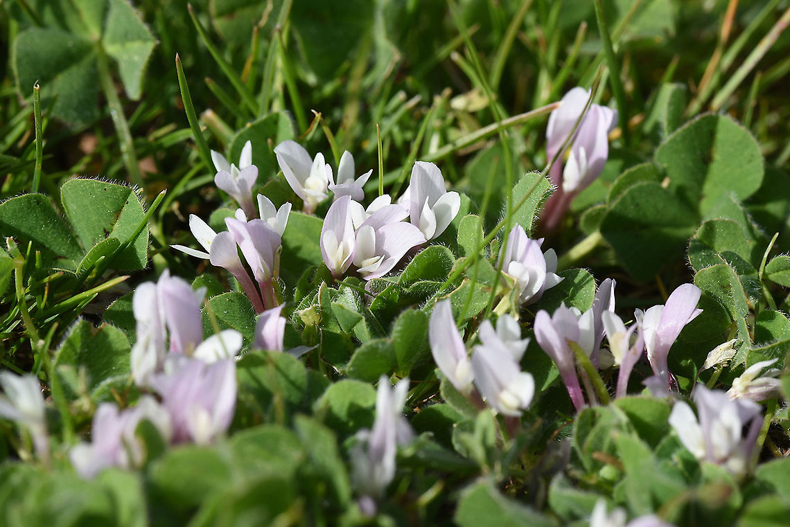 Trifolium israeliticum N Golan, Mas'ade Forest, neat hte large Juba Geotagged,Trifolium israeliticum,Winter