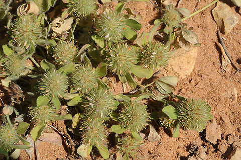 Trifolium lappaceum Mt Hermon, Har Kata, 1100m Burdock Clover,Geotagged,Spring,Trifolium lappaceum