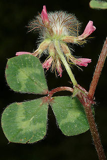 Trifolium pauciflorum  Geotagged,Spring,Trifolium pauciflorum