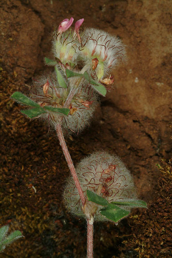 Trifolium pauciflorum N Golan, Odem Forest, 17/5/04 Geotagged,Spring,Trifolium pauciflorum