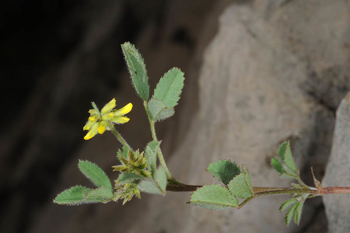 Trigonella filipes Mt Hermon 1650m Geotagged,Spring,Trigonella filipes
