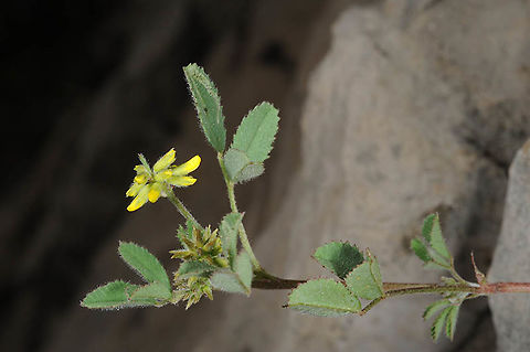 Trigonella filipes Mt Hermon 1650m Geotagged,Spring,Trigonella filipes