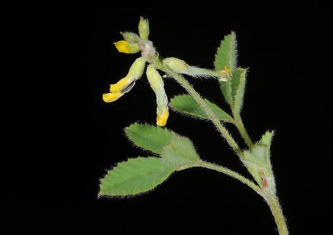 Trigonella filipes  Trigonella filipes