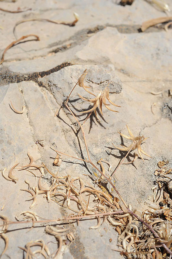 Trigonella filipes Mt Hermon, lower Ski lift station, 1650m Geotagged,Summer,Trigonella filipes