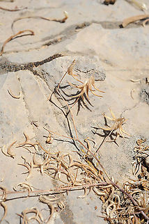 Trigonella filipes Mt Hermon, lower Ski lift station, 1650m Geotagged,Summer,Trigonella filipes