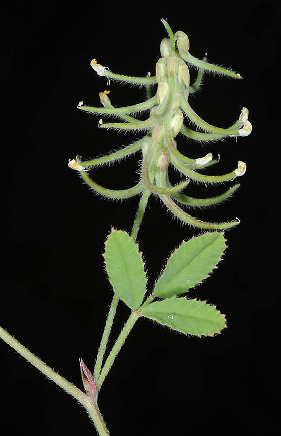 Trigonella filipes  Trigonella filipes