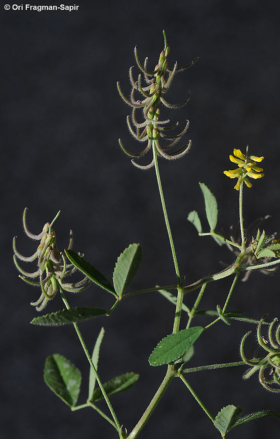 Trigonella filipes  Trigonella filipes
