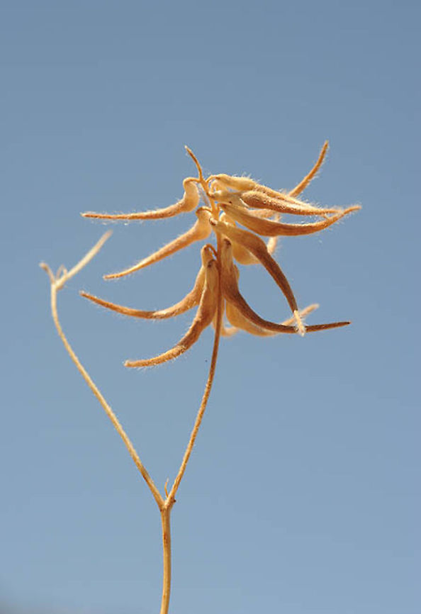 Trigonella filipes Mt Hermon, lower Ski lift station, 1650m Geotagged,Summer,Trigonella filipes