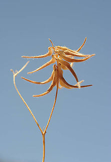 Trigonella filipes Mt Hermon, lower Ski lift station, 1650m Geotagged,Summer,Trigonella filipes
