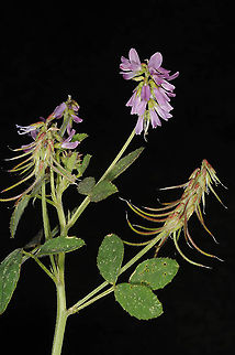 Trigonella lilacina N Israel, Lower Galilee, Mt Yona above Nazareth Geotagged,Israel,Trigonella lilacina,Winter