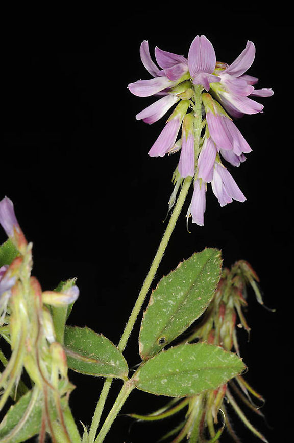 Trigonella lilacina N Israel, Lower Galilee, Mt Yona above Nazareth Geotagged,Israel,Trigonella lilacina,Winter