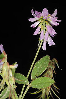 Trigonella lilacina N Israel, Lower Galilee, Mt Yona above Nazareth Geotagged,Israel,Trigonella lilacina,Winter
