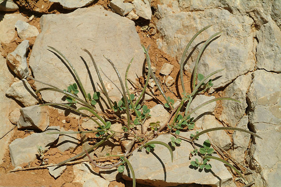 Trigonella monantha Mt Hermon, Busheri, 1780 m. Geotagged,Spring,Trigonella monantha