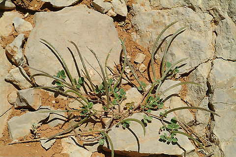 Trigonella monantha Mt Hermon, Busheri, 1780 m. Geotagged,Spring,Trigonella monantha