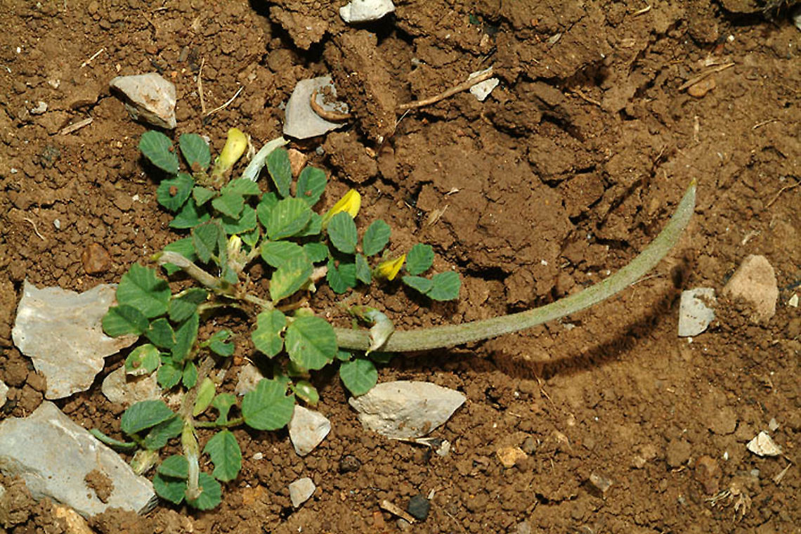 Trigonella monantha Mt Hermon, lower Ski List Station, 1650 m., 17/5/04 Geotagged,Spring,Trigonella monantha