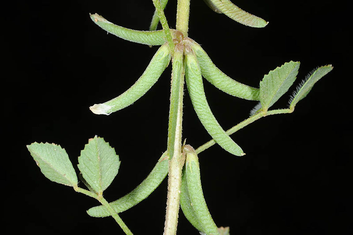 Trigonella monspeliaca Israel, Shefela, Bet Guvrin Geotagged,Israel,Spring,Trigonella monspeliaca