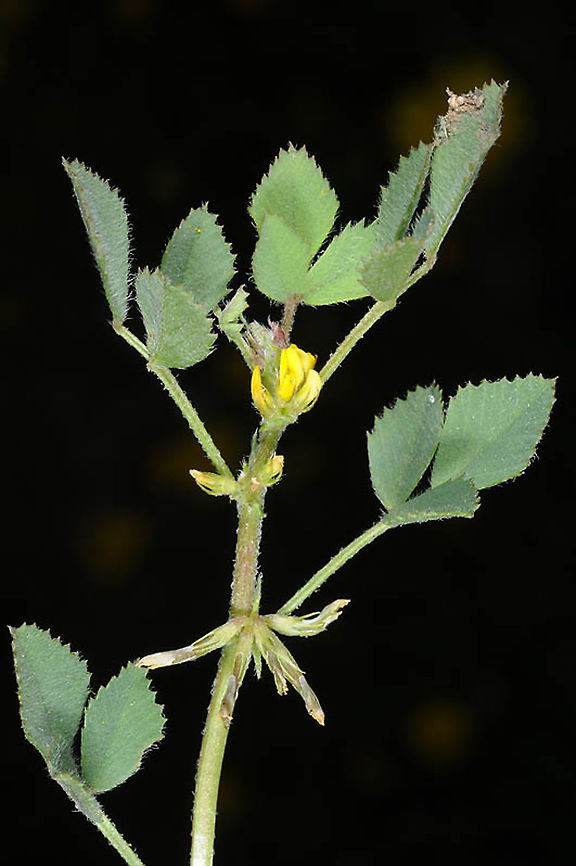 Trigonella monspeliaca Israel, Shefela, Bet Guvrin Geotagged,Israel,Spring,Trigonella monspeliaca