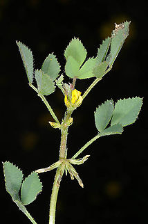 Trigonella monspeliaca Israel, Shefela, Bet Guvrin Geotagged,Israel,Spring,Trigonella monspeliaca