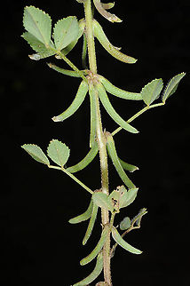 Trigonella monspeliaca Israel, Shefela, Bet Guvrin Geotagged,Israel,Spring,Trigonella monspeliaca