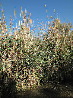 Saccharum ravennae Einot Zukim Fall,Geotagged,Saccharum ravennae,Saccharum ravennaeRavennagrass