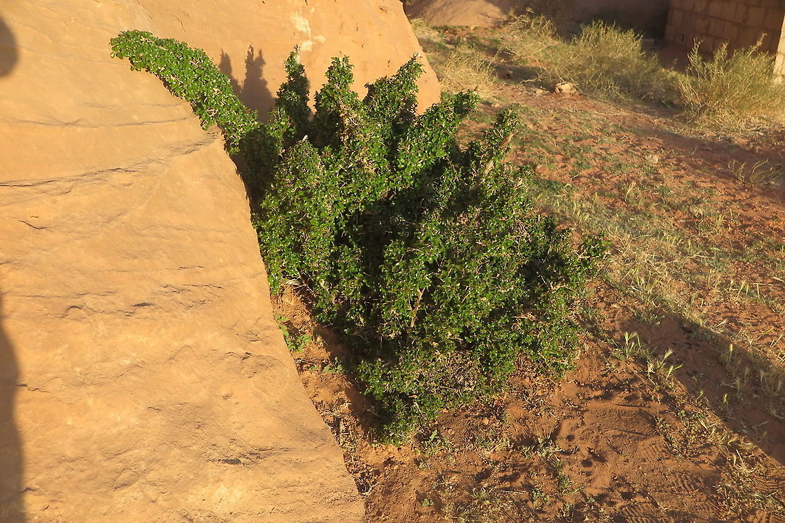 Sageretia thea S Jordan, Wadi Ram Geotagged,Jordan,Sageretia thea,Sageretia theezans,Spring