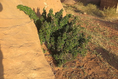 Sageretia thea S Jordan, Wadi Ram Geotagged,Jordan,Sageretia thea,Sageretia theezans,Spring