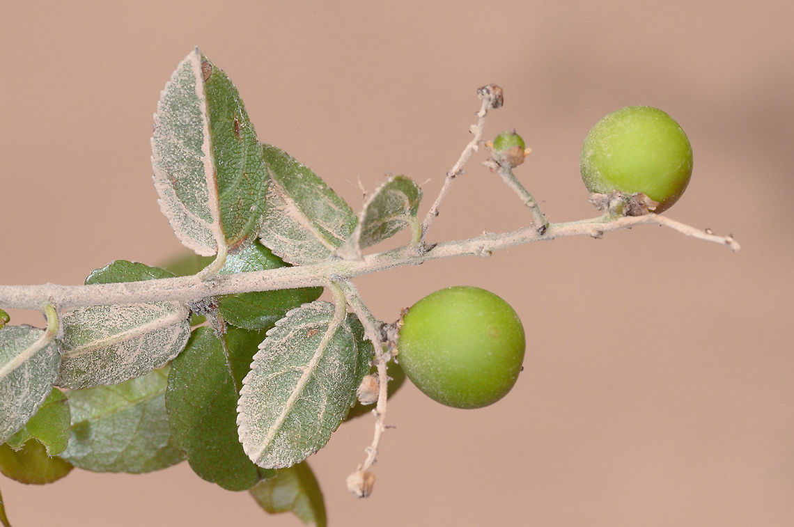 Sageretia thea S Jordan, Wadi Ram Geotagged,Jordan,Sageretia thea,Sageretia theezans,Spring