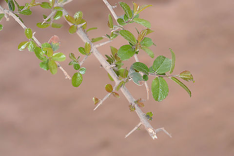 Sageretia thea S Jordan, Wadi Ram Geotagged,Jordan,Sageretia thea,Sageretia theezans,Spring