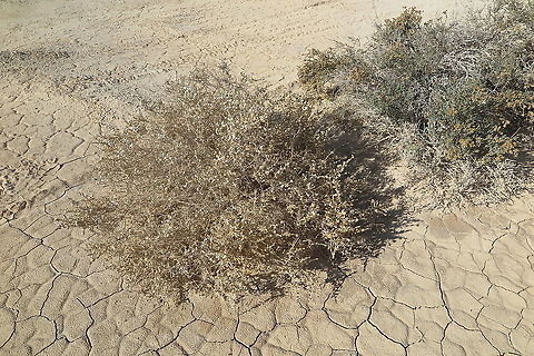 Salsola cyclophylla  Geotagged,Israel,Salsola cyclophylla,Winter