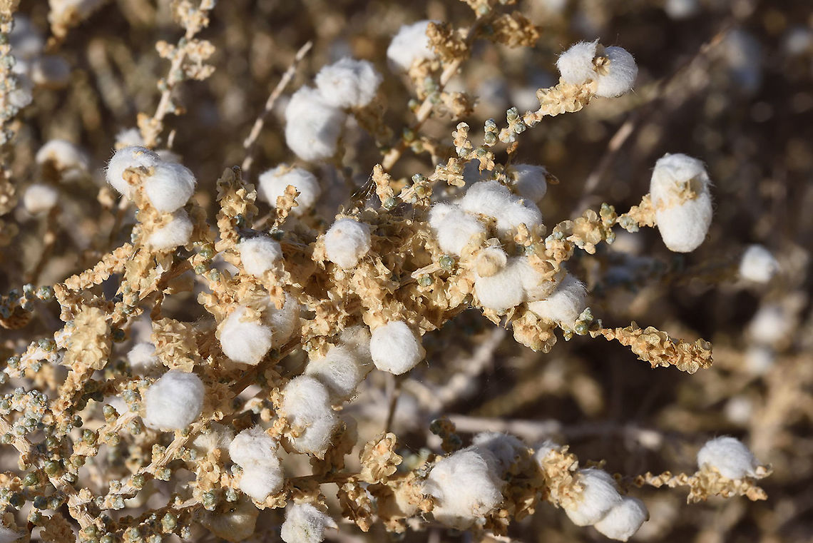 Salsola cyclophylla S Israel, C Arava Valley Geotagged,Israel,Salsola cyclophylla,Winter