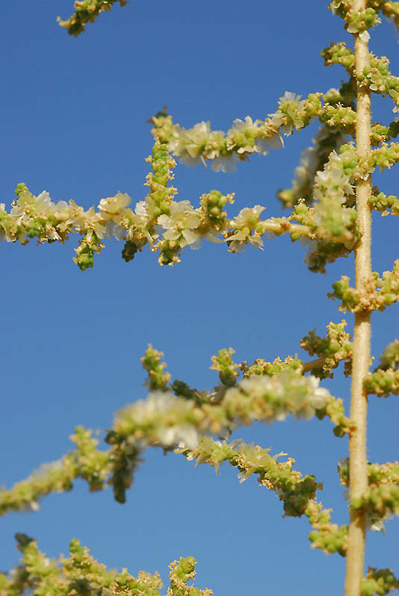 Salsola cyclophylla S Israel, S Dead Sea area, Neot Hakikar Fall,Geotagged,Israel,Salsola cyclophylla
