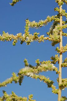 Salsola cyclophylla S Israel, S Dead Sea area, Neot Hakikar Fall,Geotagged,Israel,Salsola cyclophylla