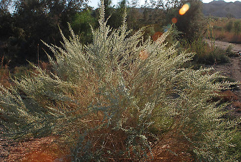 Salsola cyclophylla S Israel, S Dead Sea area, Neot Hakikar Fall,Geotagged,Israel,Salsola cyclophylla