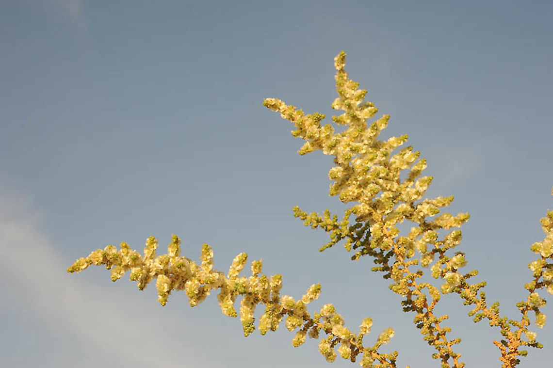 Salsola imbricata S Israel, south of Yotvata Fall,Geotagged,Israel,Salsola imbricata