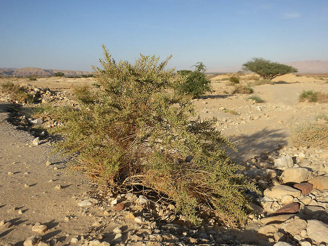 Salsola imbricata S Israel, south of Yotvata Fall,Geotagged,Israel,Salsola imbricata