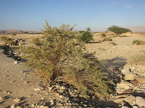 Salsola imbricata S Israel, south of Yotvata Fall,Geotagged,Israel,Salsola imbricata