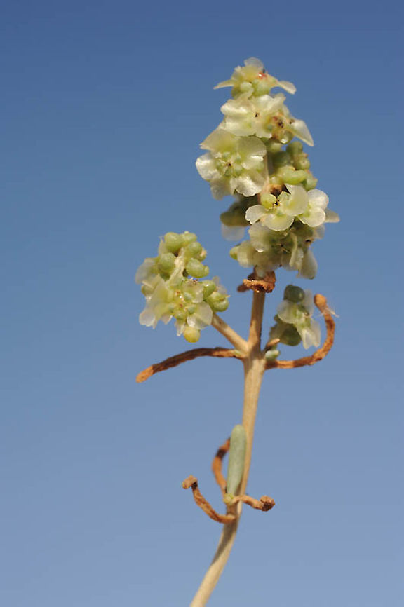 Salsola schweinfurthii S Israel, C Negev Highlands, Mizpe Ramon Geotagged,Israel,Salsola schweinfurthii,Summer