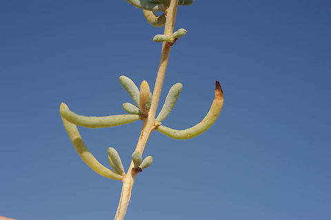 Salsola schweinfurthii S Israel, C Negev Highlands, Mizpe Ramon Geotagged,Israel,Salsola schweinfurthii,Summer