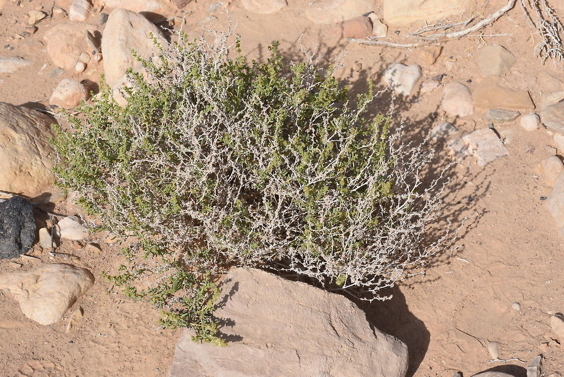 Salsola schweinfurthii S Israel, N Ramon Geotagged,Israel,Salsola schweinfurthii,Spring