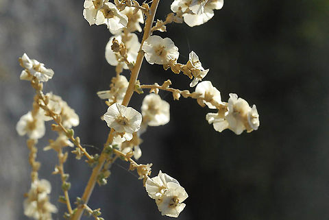 Caroxylon tetrandrum Dead Sea area - Kumran Caroxylon tetrandrum,Fall,Geotagged