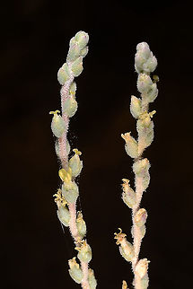 Caroxylon vermiculatum S Israel, Negev Highlands, N Nizzana Geotagged,Israel,Mediterranean Saltwort,Salsola vermiculata,Summer