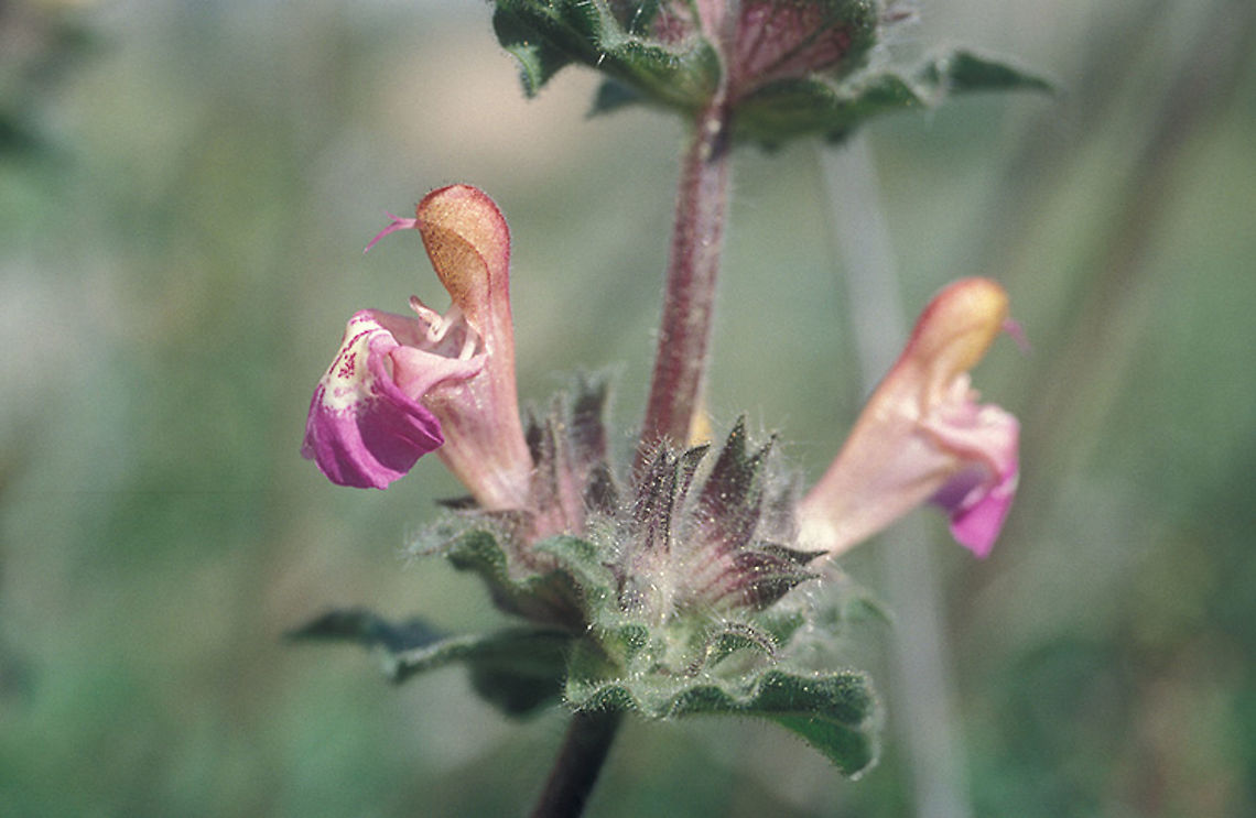 Salvia bracteata This was the last population of this plant in Israel, later that year it got extinct since they built a road there. The plants were taken to the Jerusalem botanical Gardens and they survive there. Geotagged,Israel,Salvia bracteata,Spring