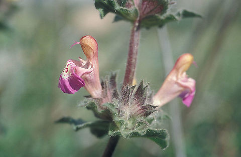 Salvia bracteata