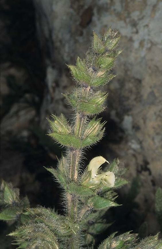 Salvia ceratophylla S Judean  Mts, Mizpe Yair, 20/3/03 Geotagged,Salvia ceratophylla,Spring