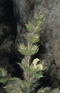 Salvia ceratophylla S Judean  Mts, Mizpe Yair, 20/3/03 Geotagged,Salvia ceratophylla,Spring